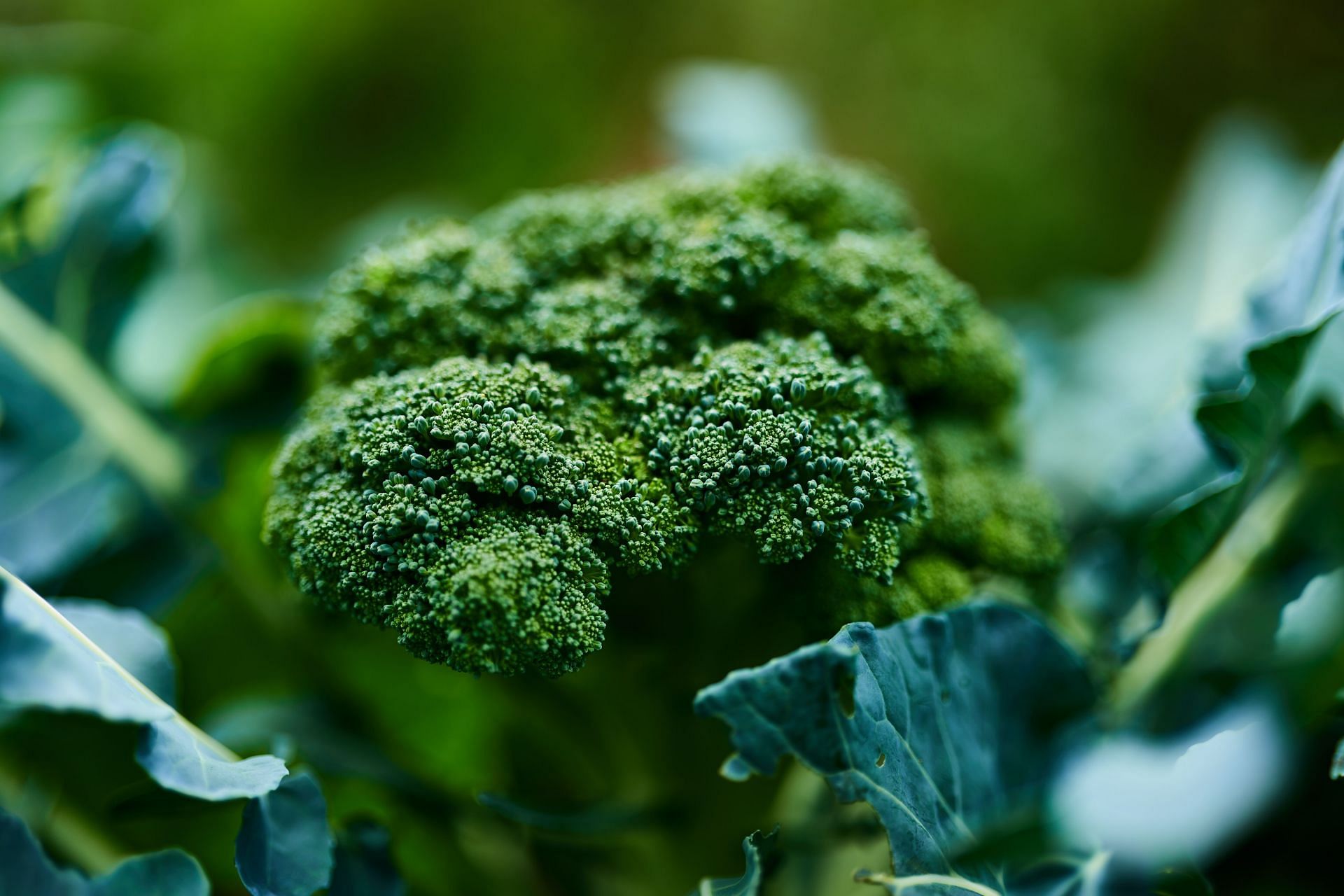 Reduces inflammation (Image via Unsplash/ Hans Ripa)